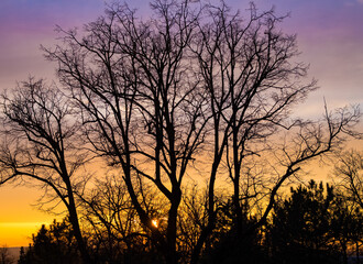 tree on the background of the evening sky, sunset