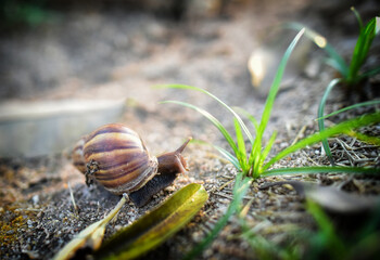 snail on a leaf