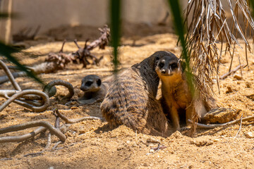 Fototapeta premium Lisbon/Portugal - May 18, 2020 Meerkats at Lisbon Zoo