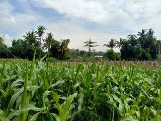 Corn field with a natural background