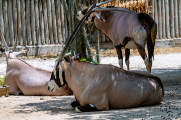 Lisbon/Portugal - May 18, 2020
Orix at the Lisbon Zoo