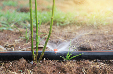 warering plant with pipe in agriculture farm 