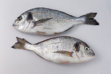 Freshly caught uncooked dorado flat lay