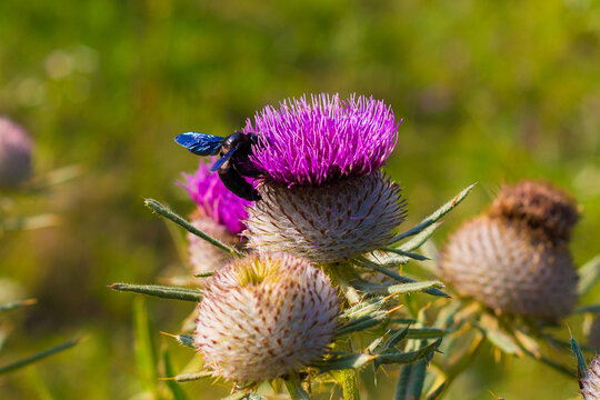 black bumblebee sitting on a thistle flower