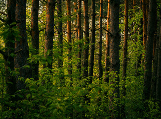 in the green forest the sun's rays fall on the trunks