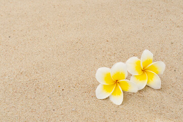 Fototapeta na wymiar Beautiful plumeria flowers on sand