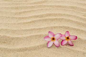 Fototapeta na wymiar Pink yellow plumeria flower on sand texture background