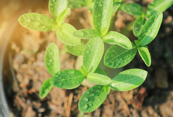 top view of water drops on leaf 