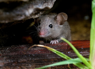 The house mouse is a small mammal of the order Rodentia, characteristically having a pointed snout, large rounded ears, and a long and hairy tail.