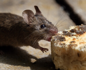 The house mouse is a small mammal of the order Rodentia, characteristically having a pointed snout, large rounded ears, and a long and hairy tail.