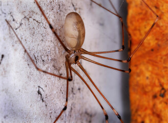 The Pholcidae are a family of araneomorph spiders. The family contains over 1,800 pholcids, including those commonly known as cellar spider or daddy long-legs spider,. - obrazy, fototapety, plakaty