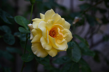 A blossomed yellow rose with large petals