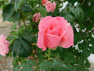 rosa fiore