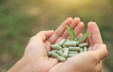 hand hold capsule from organic herb in nature for healthy eating 