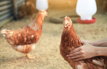 famer hold chiecken in farm for checking health of animals 