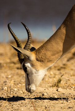 Springbok  In Savannah Head