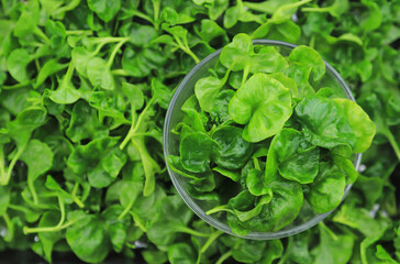 fresh organic watercress in bowl for healthy eating at home 