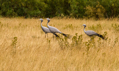 Secretary birds i9n a field