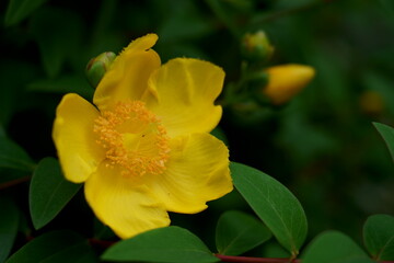 Obraz na płótnie Canvas 夏に黄色い花を咲かせるキンシバイ
