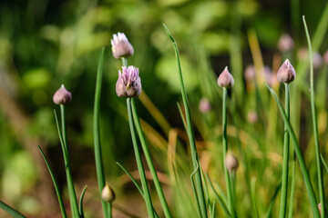 Flowers and onion seeds on a garden background