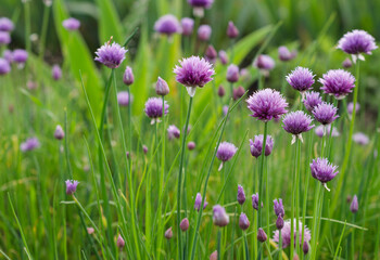 Purple Green Onion Flowers 2