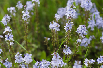small blue delicate flowers in green foliage 5