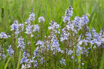 small blue delicate flowers in green foliage 6