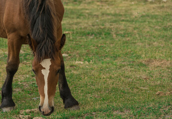 Naklejka na ściany i meble Close-up of a horse feeding in the meadows of the Pyrenees