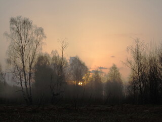 Fototapeta na wymiar Spring sunrise at the edge of the forest