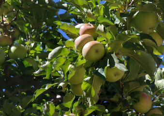 apple on tree