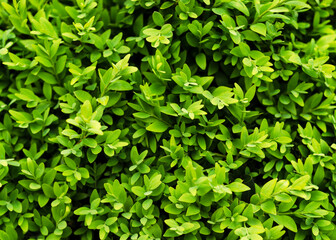 Fototapeta na wymiar succulent green leaves of a boxwood bush