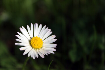 Obraz premium Isolated blooming daisy flower