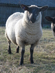sheep with black head