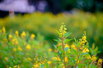 Yellow flowers (Galphimia, Gold Shower) growing, green leaves, bush in park