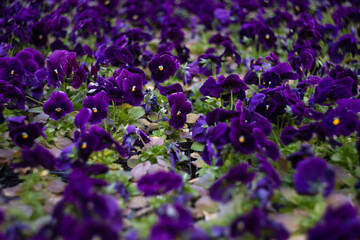 Obraz premium Purple velvet Calibrachoa flowers outdoor 