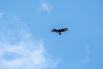 Turkey Vulture flying in the sky.     Vancouver, BC, Canada
