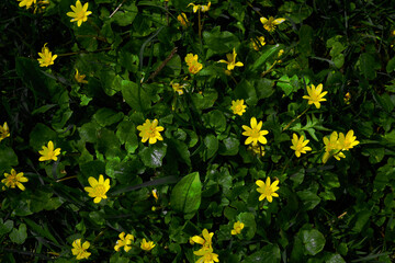Obraz premium yellow flowers in the garden