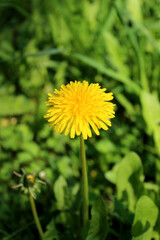 Solo dandelion in a meadow