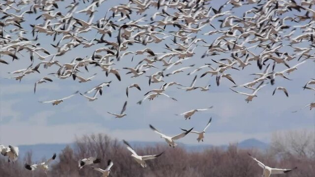 Thousands of snow geese fly in to land.