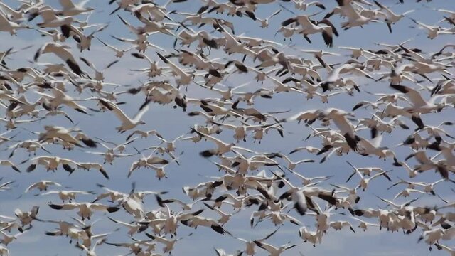 Thousands of snow geese fly in the Central Flyway.