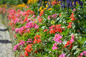 Flowers in a garden, Marburg (Germany)