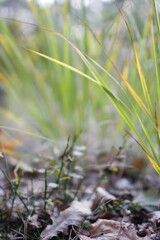 Autumn macro shot in the forest