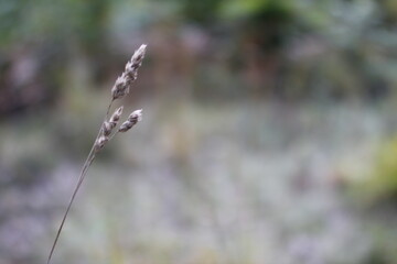 Autumn macro shot in the forest