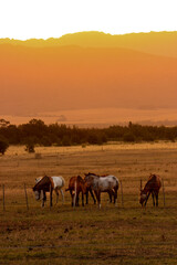 herd of horses in field at sunset