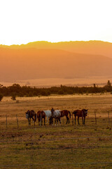 Obraz premium horses at sunset
