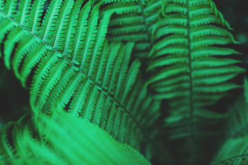 Beautiful fresh fern leaves. Perfect nature background for your project. Rich colours, moody toning. 