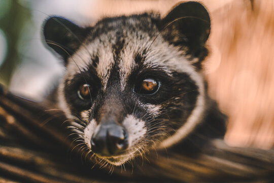 Palm Civet Palm Civet