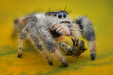 Jumping spider  on leaf