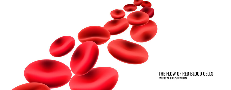 The flow of red blood cells. Medical illustration.