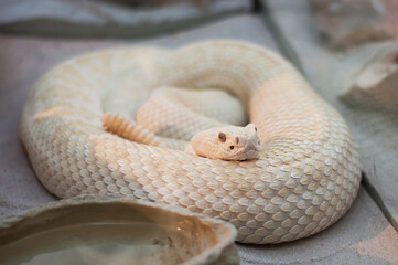 Fototapeta premium white snake in reptile zoo.